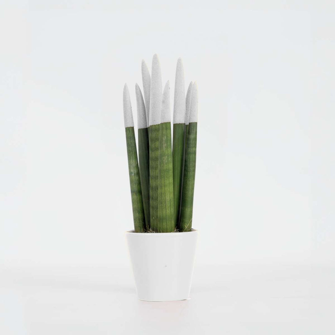 Sansevieria Cylindrica 'Velvet Touchz' - Bijela - FloraStore