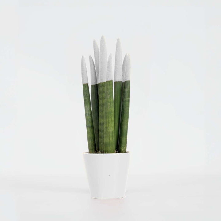 Sansevieria Cylindrica 'Velvet Touchz' - Bijela - FloraStore