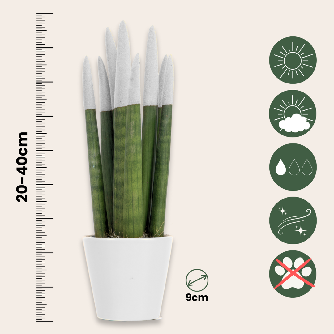 Sansevieria Cylindrica 'Velvet Touchz' - Bijela - FloraStore
