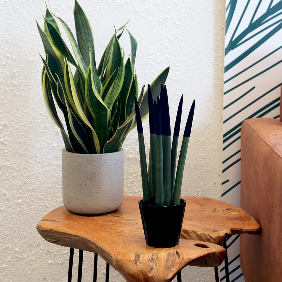 Sansevieria Cylindrica 'Velvet Touchz' - Zwart - FloraStore