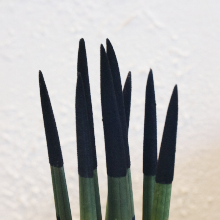 Sansevieria Cylindrica 'Velvet Touchz' - Zwart - FloraStore
