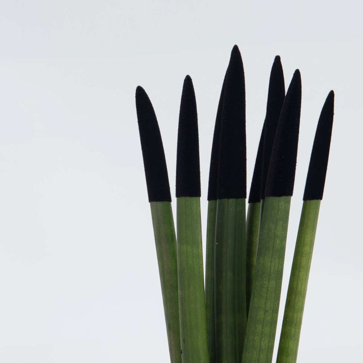 Sansevieria Cylindrica 'Velvet Touchz' - Zwart - FloraStore