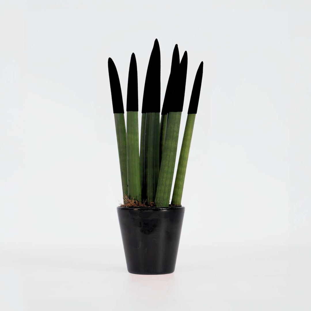 Sansevieria cylindrica 'Velvet Touchz' - čierna - FloraStore