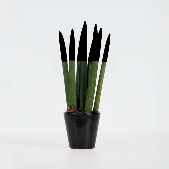 Sansevieria Cylindrica 'Velvet Touchz' - Zwart - FloraStore