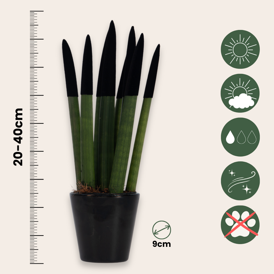 Sansevieria Cylindrica 'Velvet Touchz' - Zwart - FloraStore