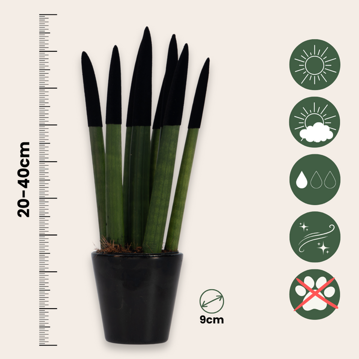 Sansevieria Cylindrica 'Velvet Touchz' - Zwart - FloraStore