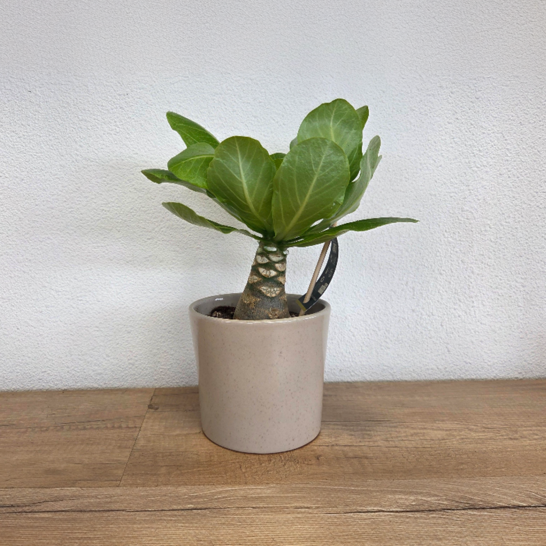 Brighamia Insignis 'Hawaii' - FloraStore