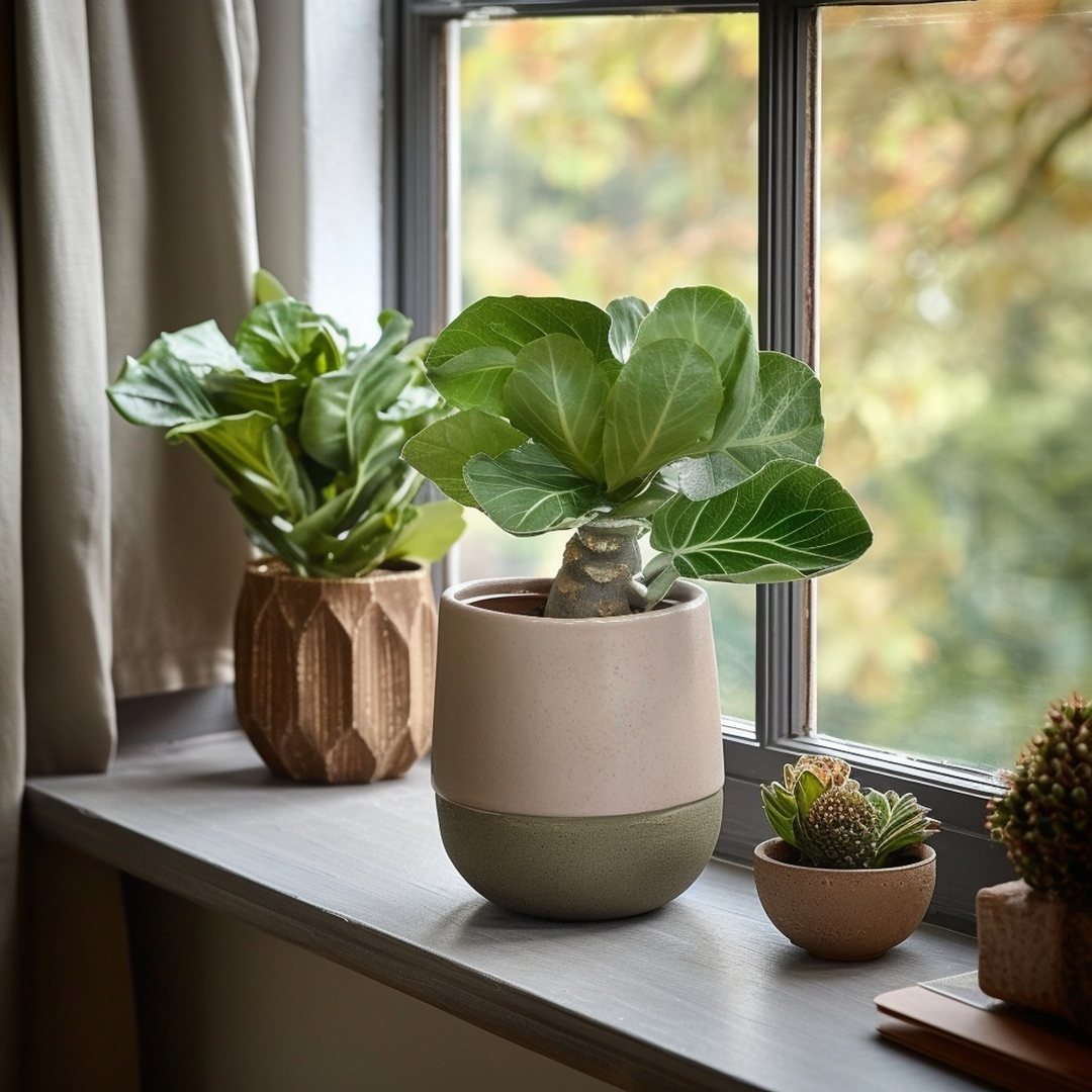 Brighamia Insignis 'Hawaii' - FloraStore