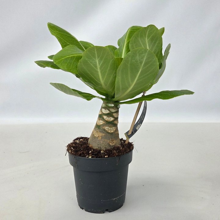 Brighamia Insignis 'Hawaii' - FloraStore
