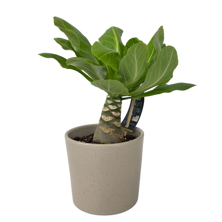 Brighamia Insignis 'Hawaii' - FloraStore