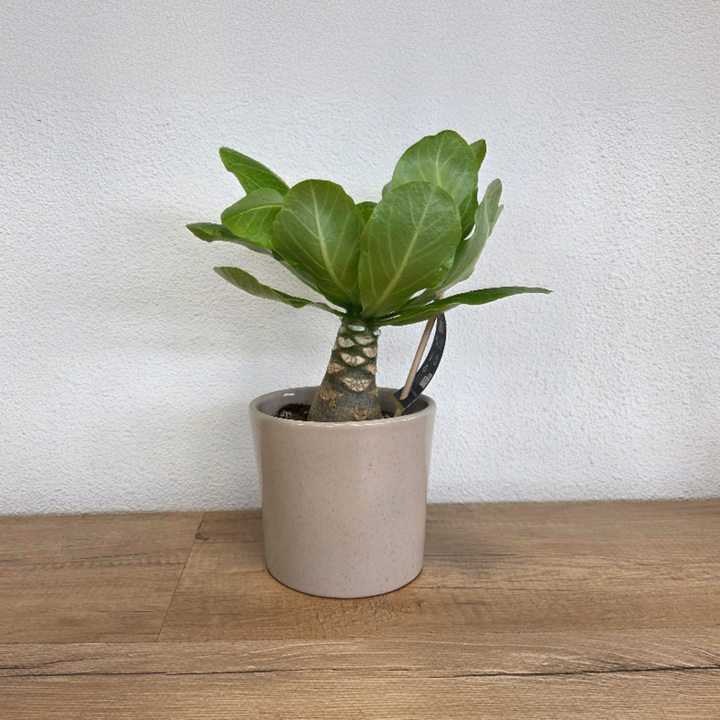 Brighamia Insignis 'Hawaii' - Set of 2 - FloraStore