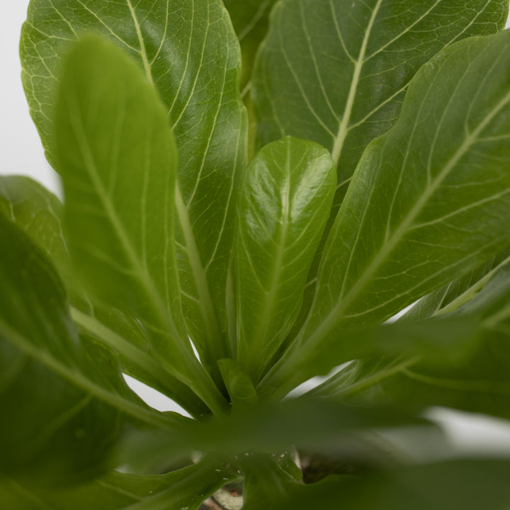 Brighamia Insignis 'Hawaii' - Set van 2