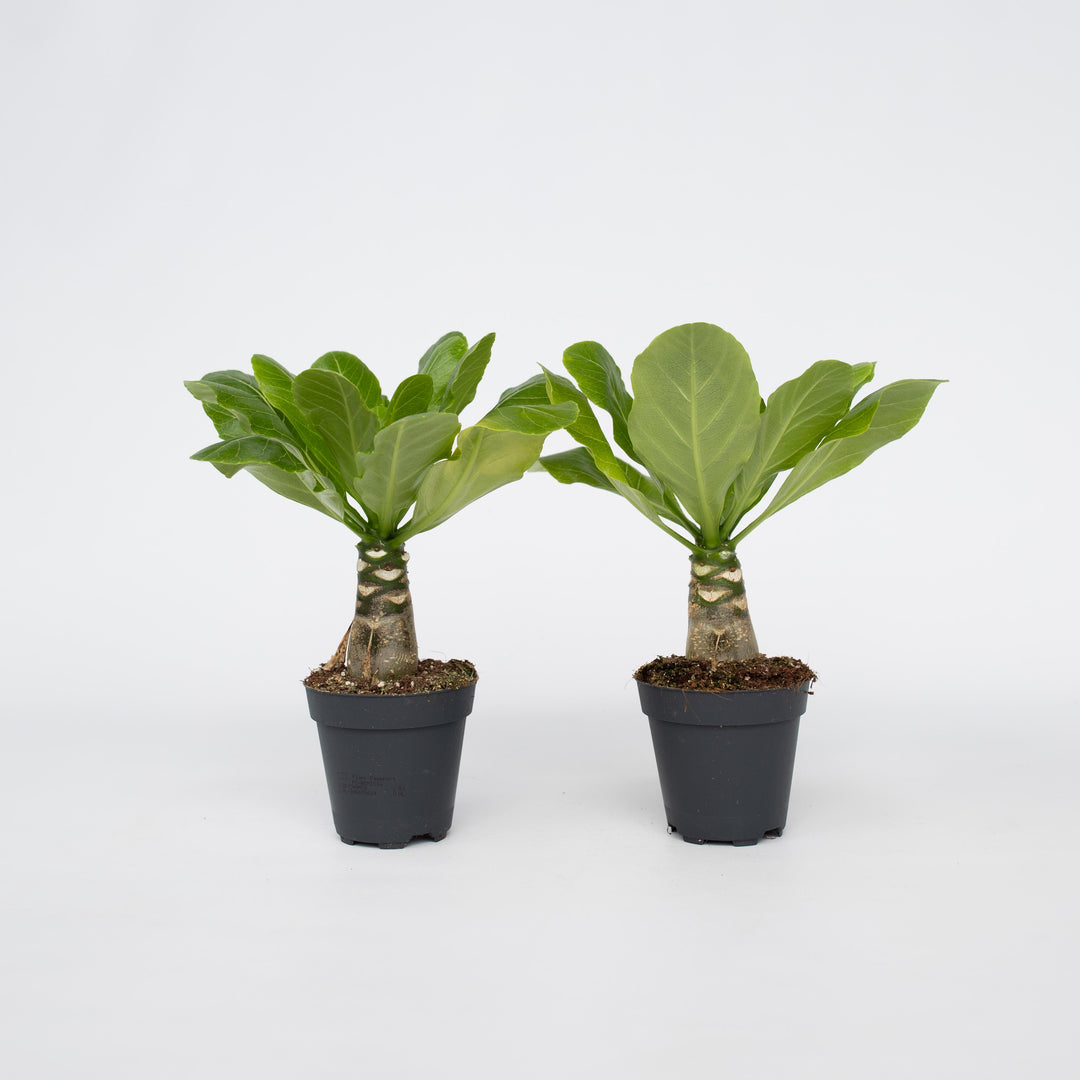 Brighamia Insignis 'Hawaii' - Set van 2