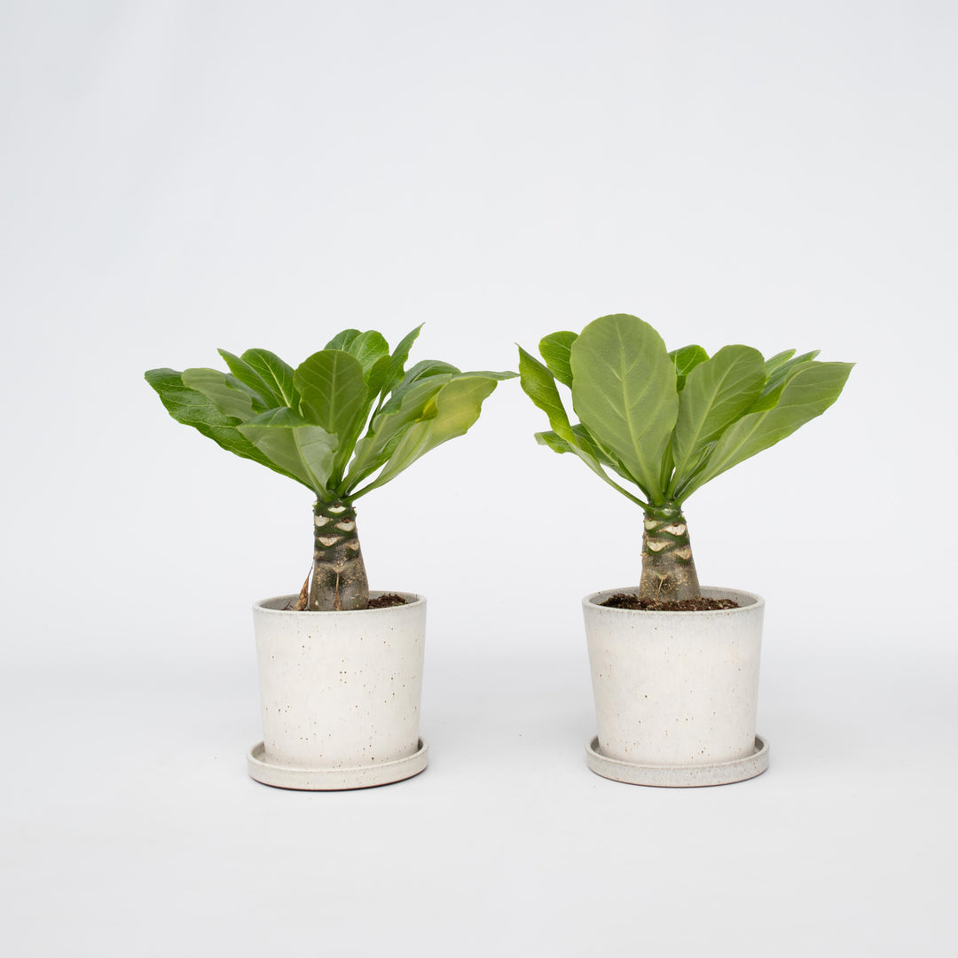 Brighamia Insignis 'Hawaii' - Set van 2