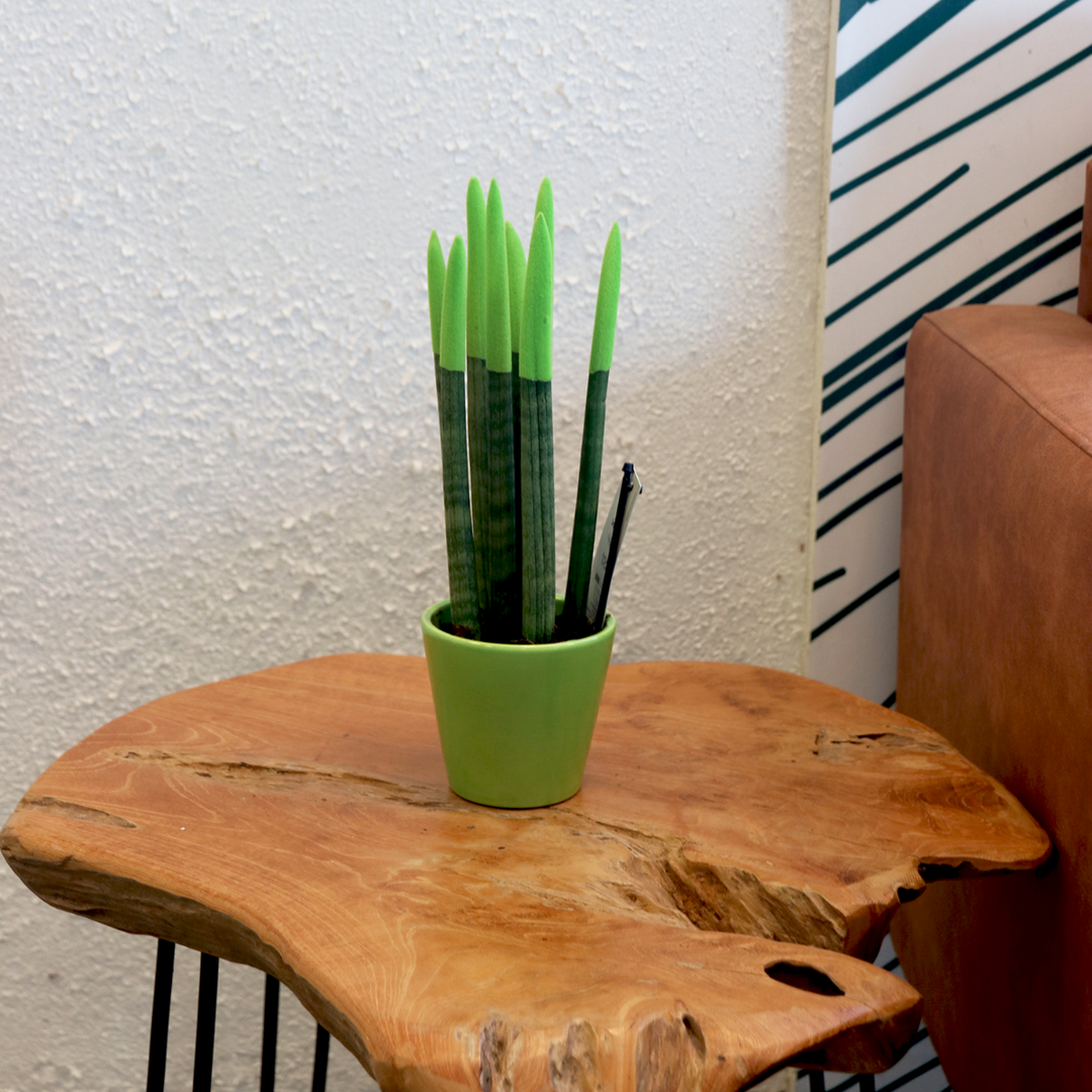 Sansevieria Cylindrica 'Velvet Touchz' - Zelena - FloraStore