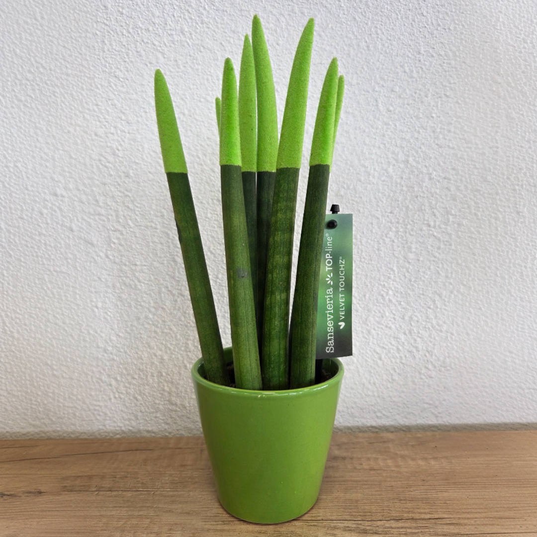 Sansevieria Cylindrica 'Velvet Touchz' - Zelena - FloraStore