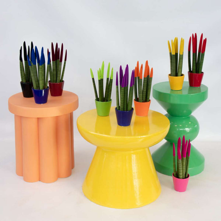 Sansevieria Cylindrica 'Velvet Touchz' - Zelena - FloraStore