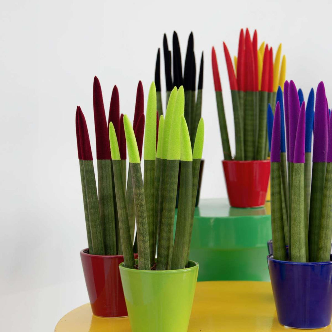 Sansevieria Cylindrica 'Velvet Touchz' - Zelena - FloraStore