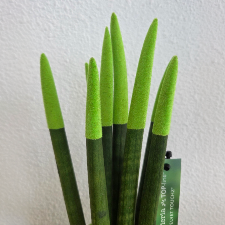 Sansevieria Cylindrica 'Velvet Touchz' - Zelena - FloraStore