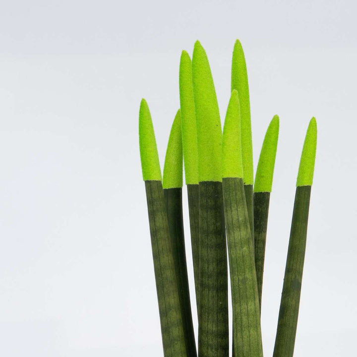 Sansevieria Cylindrica 'Velvet Touchz' - Zelena - FloraStore