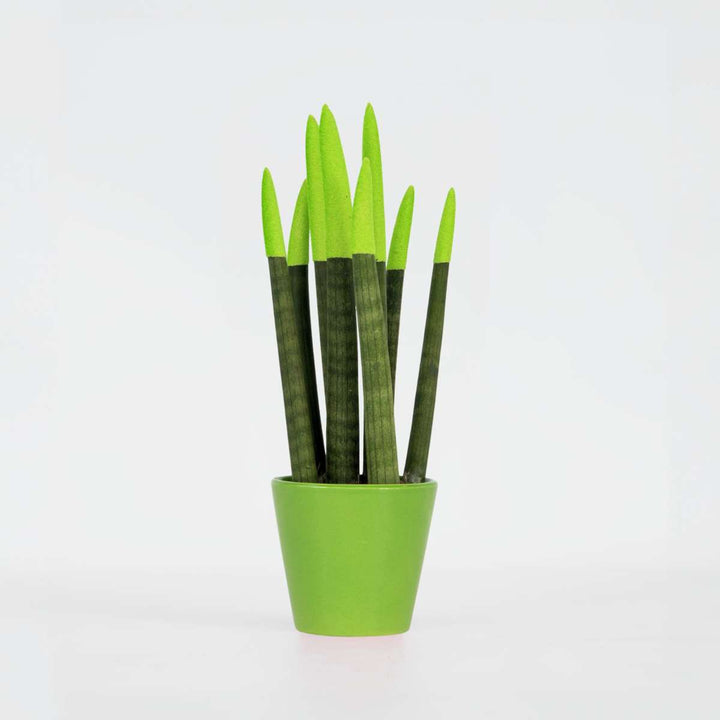 Sansevieria Cylindrica 'Velvet Touchz' - Zelena - FloraStore
