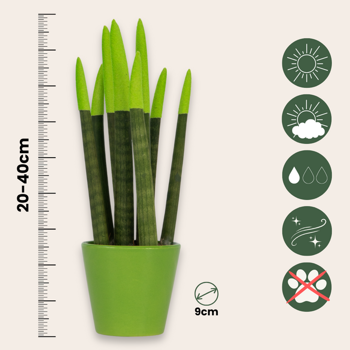Sansevieria Cylindrica 'Velvet Touchz' - Zelena - FloraStore
