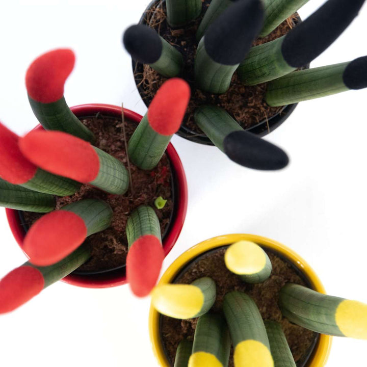 Sansevieria Cylindrica - Baršunasti dodir - Mješavina od 3 - FloraStore