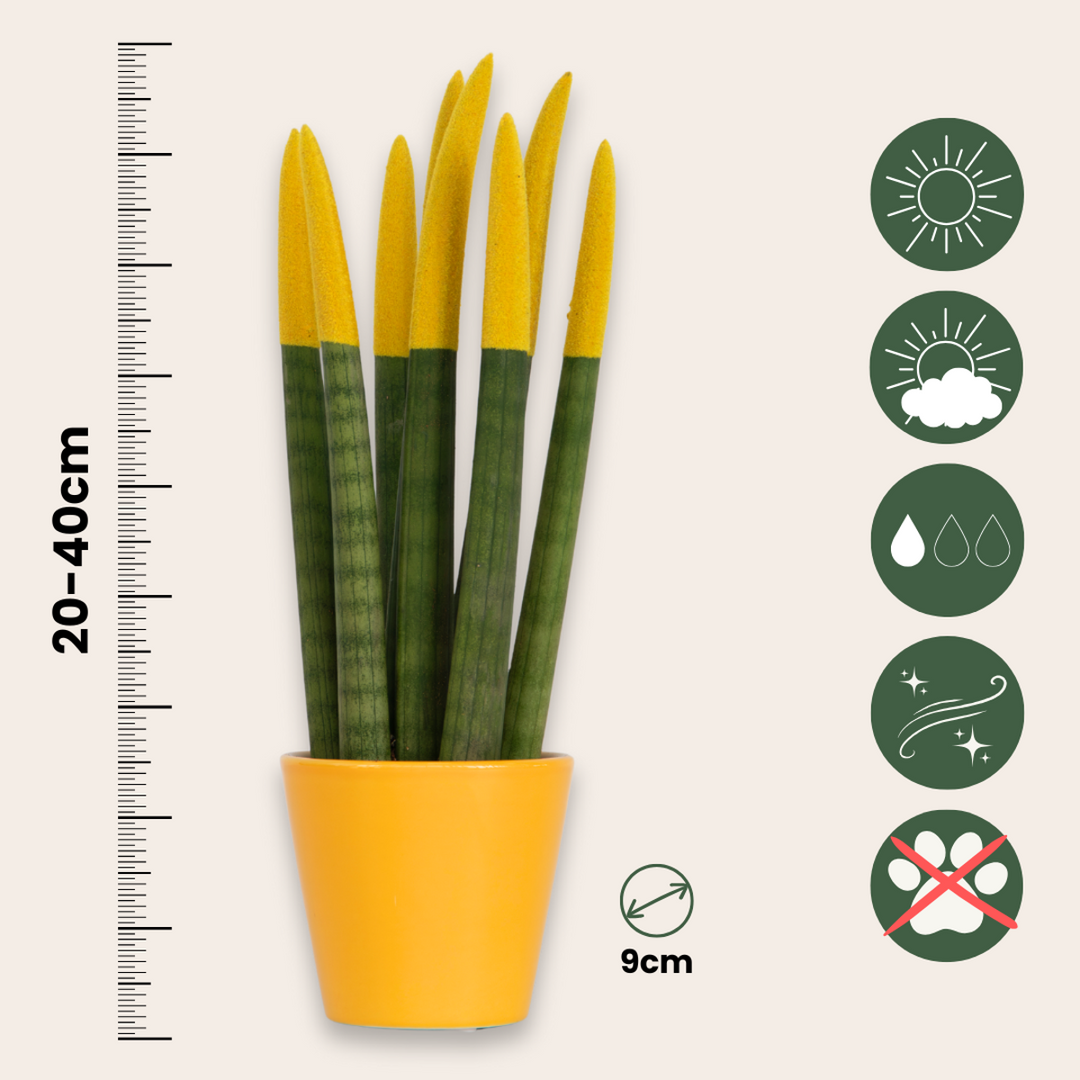 Sansevieria Cylindrica - Baršunasti dodir - Mješavina od 3 - FloraStore