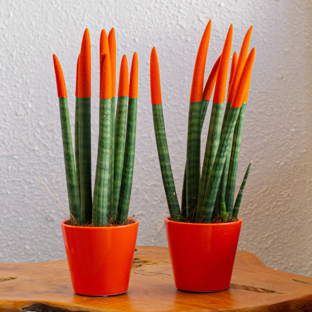 Sansevieria Cylindrica - Baršunasti dodir - Set od 2 - FloraStore