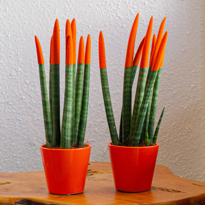 Sansevieria Cylindrica - Baršunasti dodir - Set od 2 - FloraStore