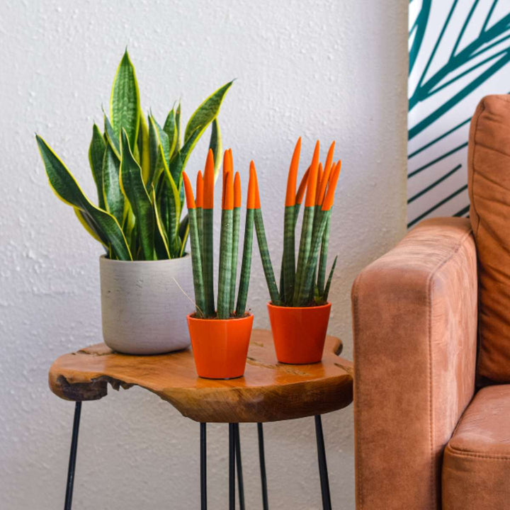 Sansevieria Cylindrica - Baršunasti dodir - Set od 2 - FloraStore