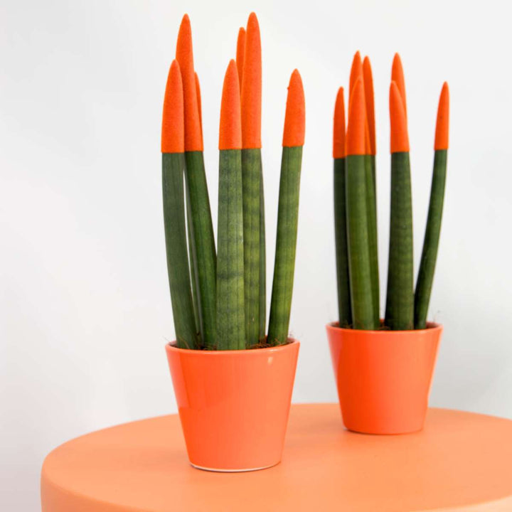 Sansevieria Cylindrica - Baršunasti dodir - Set od 2 - FloraStore