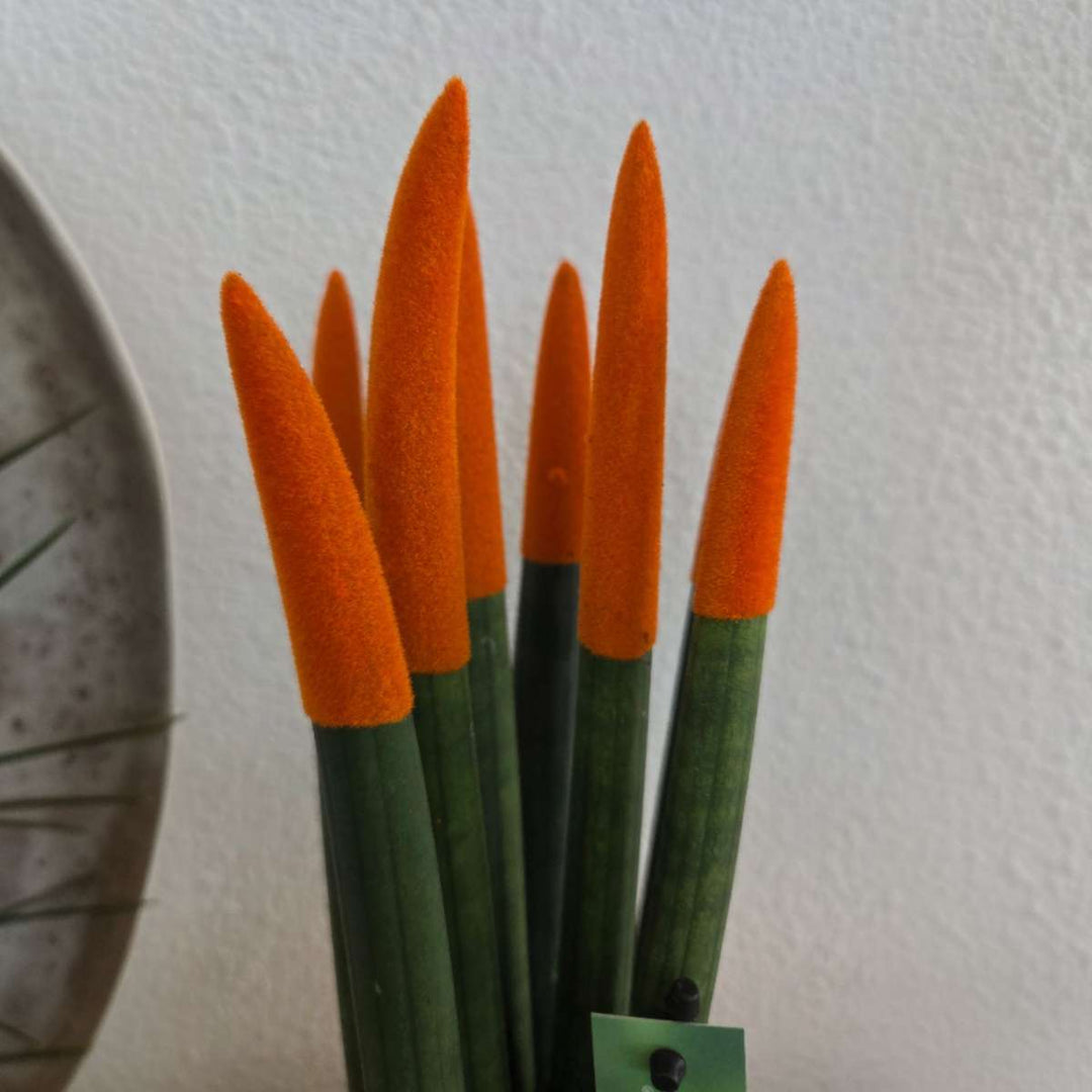 Sansevieria Cylindrica - Baršunasti dodir - Set od 2 - FloraStore