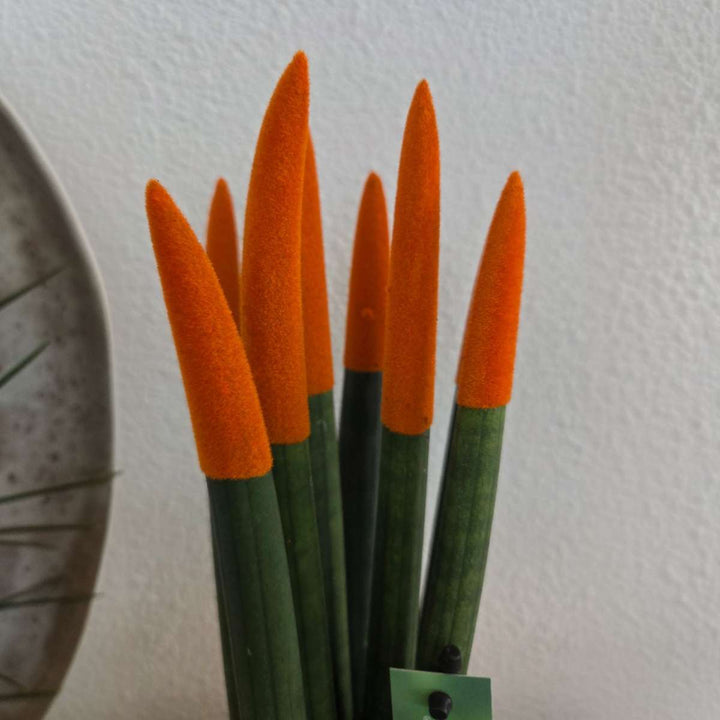 Sansevieria Cylindrica - Baršunasti dodir - Set od 2 - FloraStore