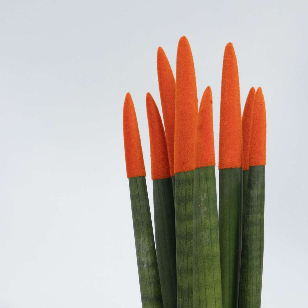 Sansevieria Cylindrica - Baršunasti dodir - Set od 2 - FloraStore