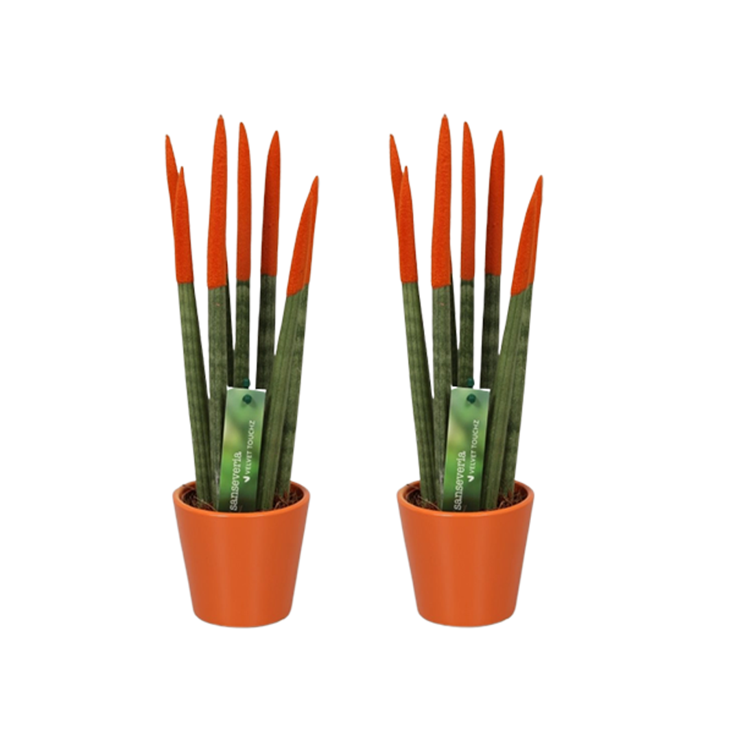 Sansevieria cylindrica - zamatový dotyk - sada 2 ks - FloraStore