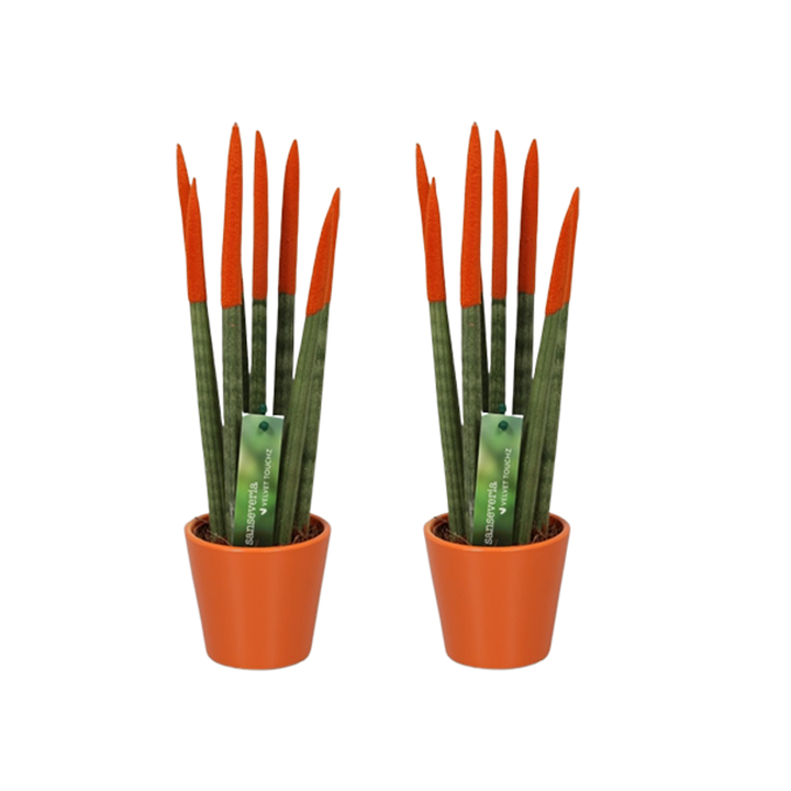 Sansevieria Cylindrica - Baršunasti dodir - Set od 2 - FloraStore