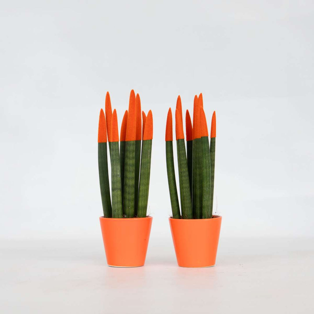 Sansevieria Cylindrica - Baršunasti dodir - Set od 2 - FloraStore
