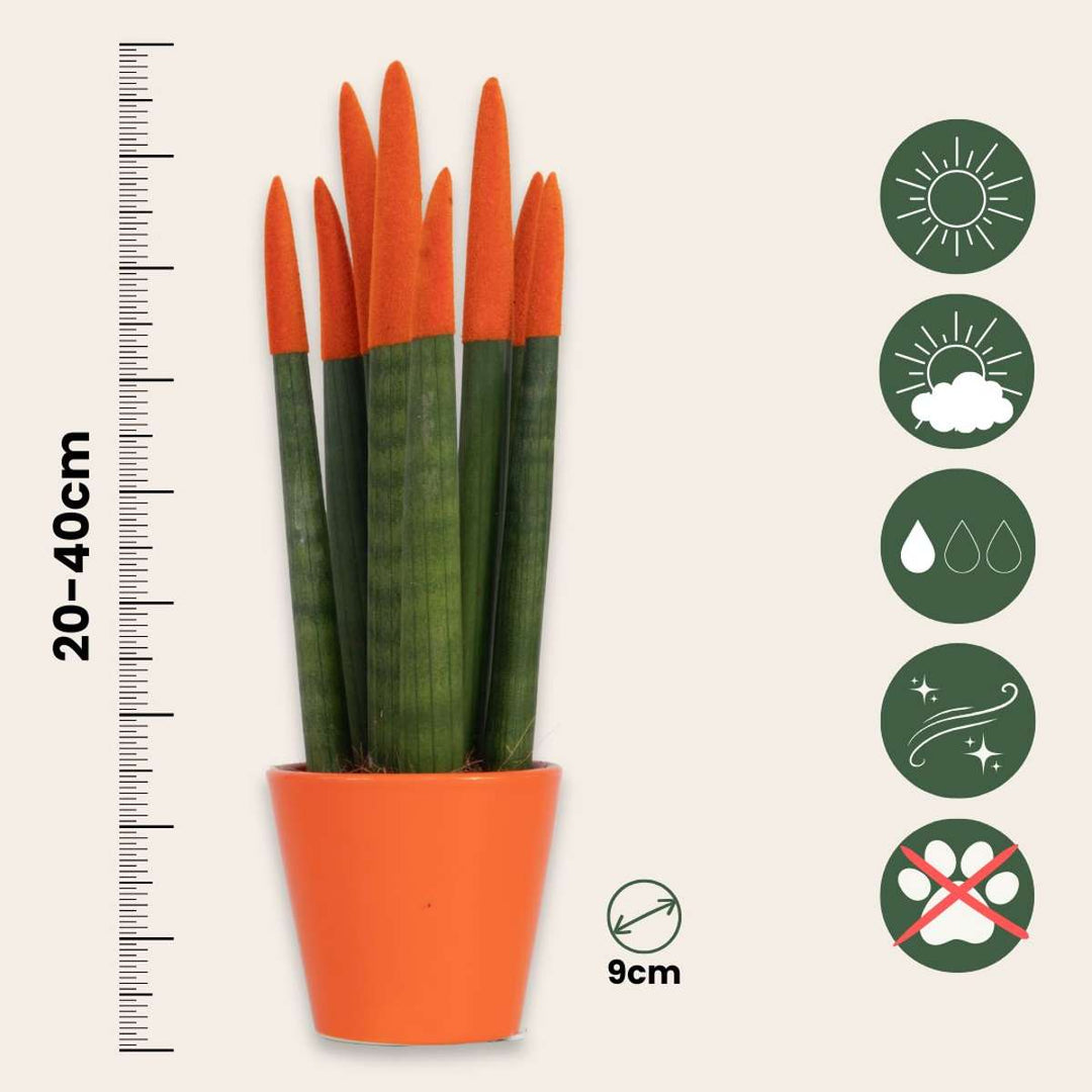Sansevieria Cylindrica - Baršunasti dodir - Set od 2 - FloraStore