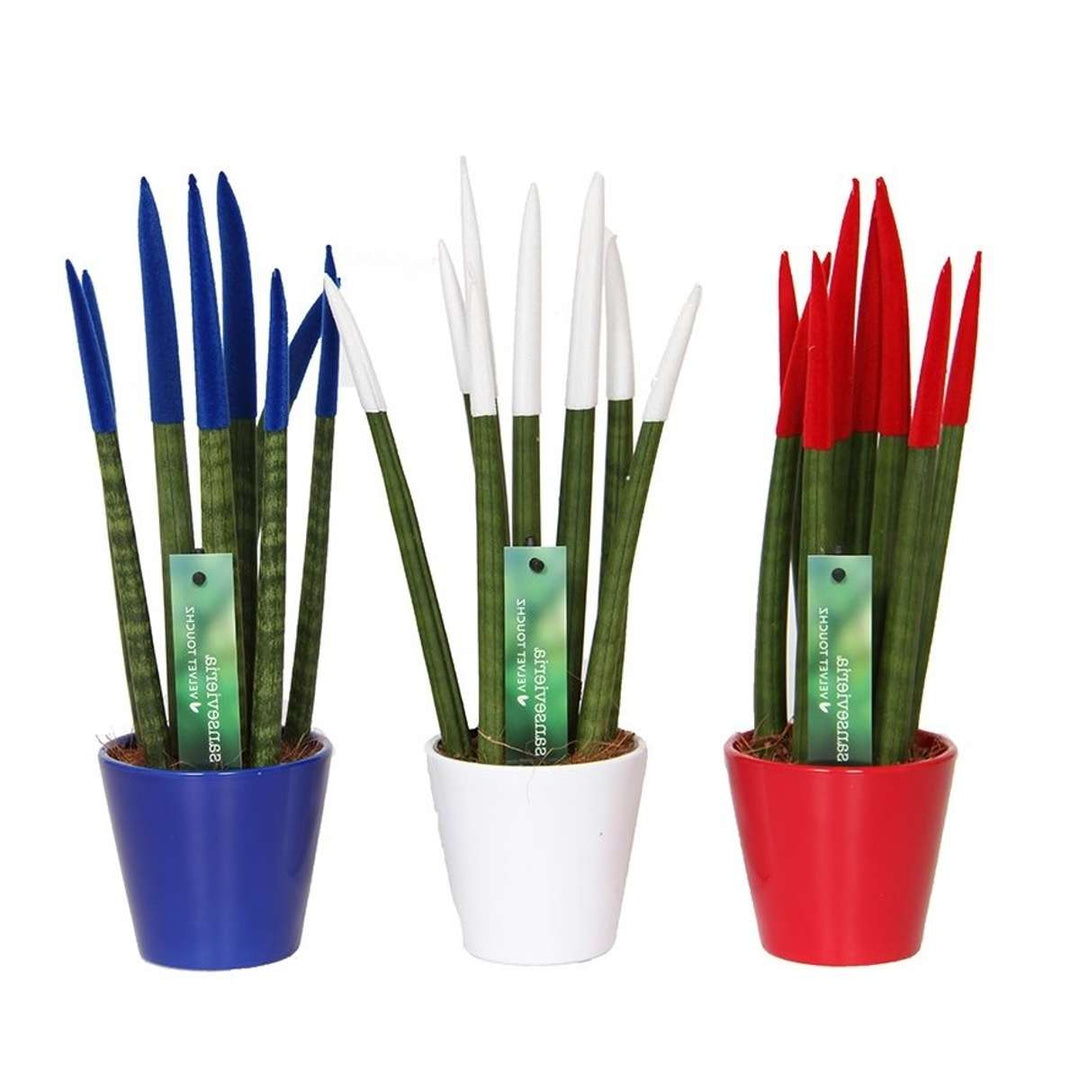 Sansevieria Cylindrica - Baršunasti dodir - Mješavina od 3 - FloraStore