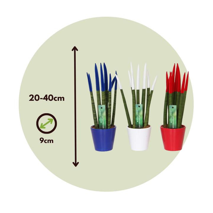 Sansevieria Cylindrica - Baršunasti dodir - Mješavina od 3 - FloraStore