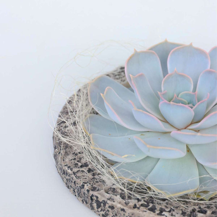 Echeveria 'Koala Bowl' - vetplant op decoratieve schaal