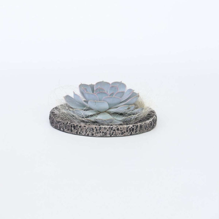 Echeveria 'Koala Bowl' - vetplant op decoratieve schaal