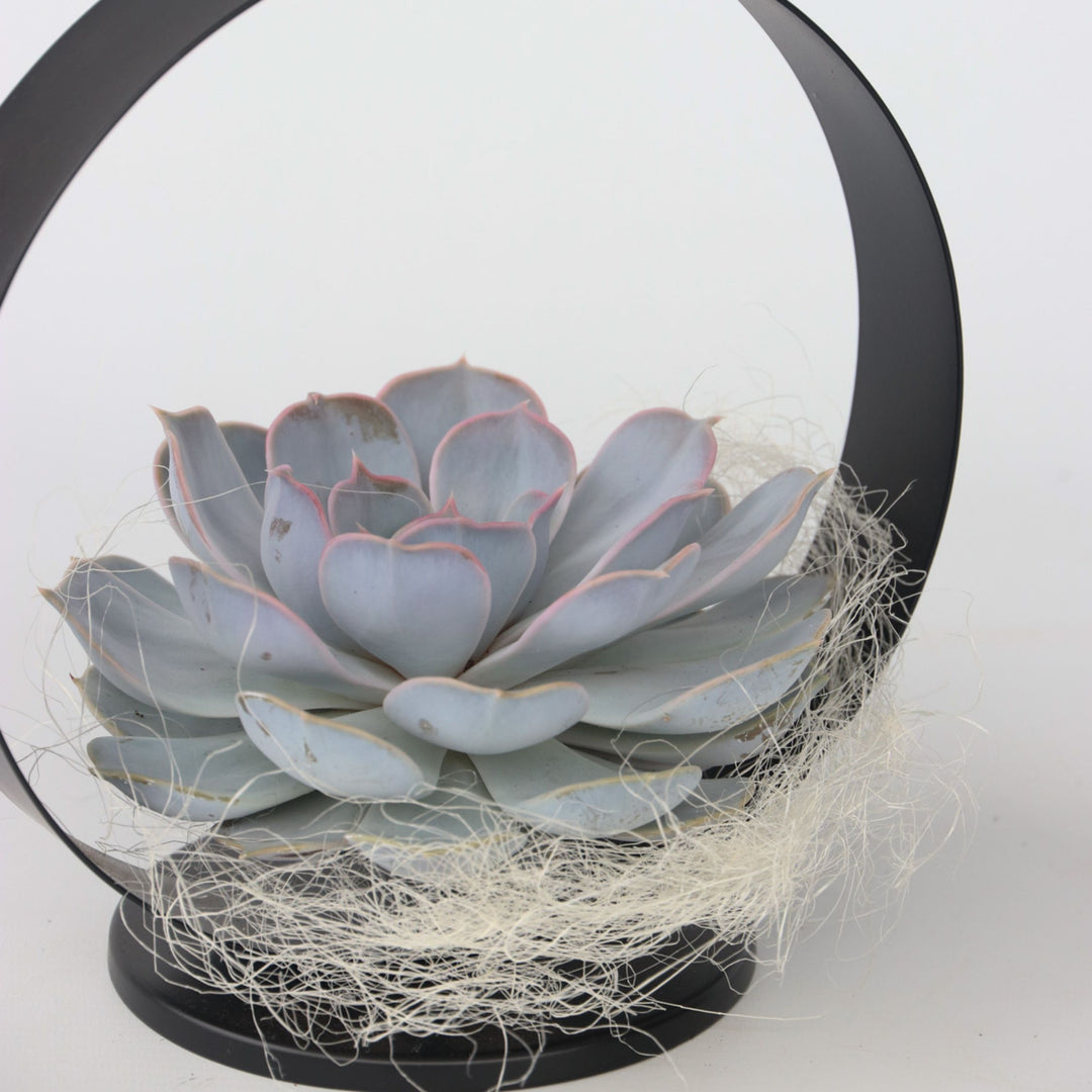 Echeveria - vetplant in decoratieve metalen ring