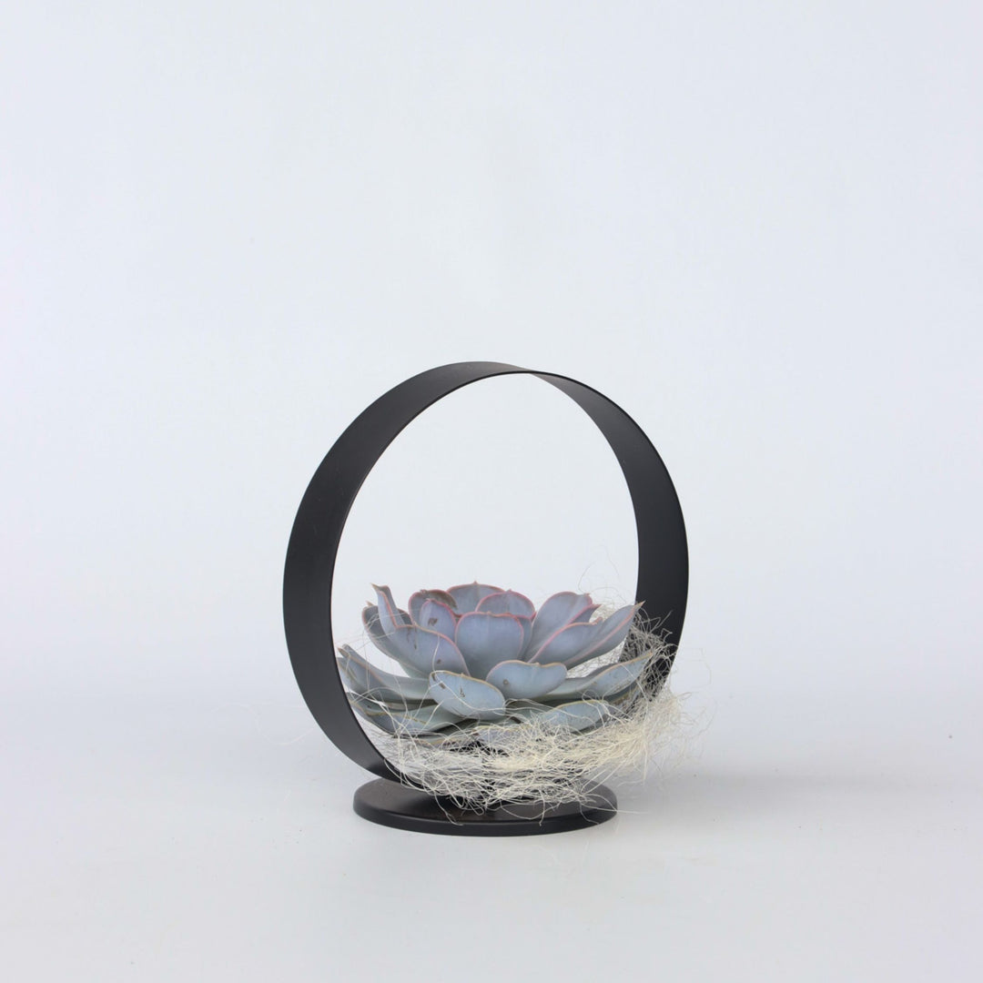 Echeveria - vetplant in decoratieve metalen ring