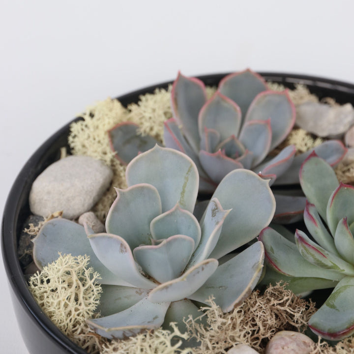 Echeveria - vetplanten op decoratieve schaal - Zwart