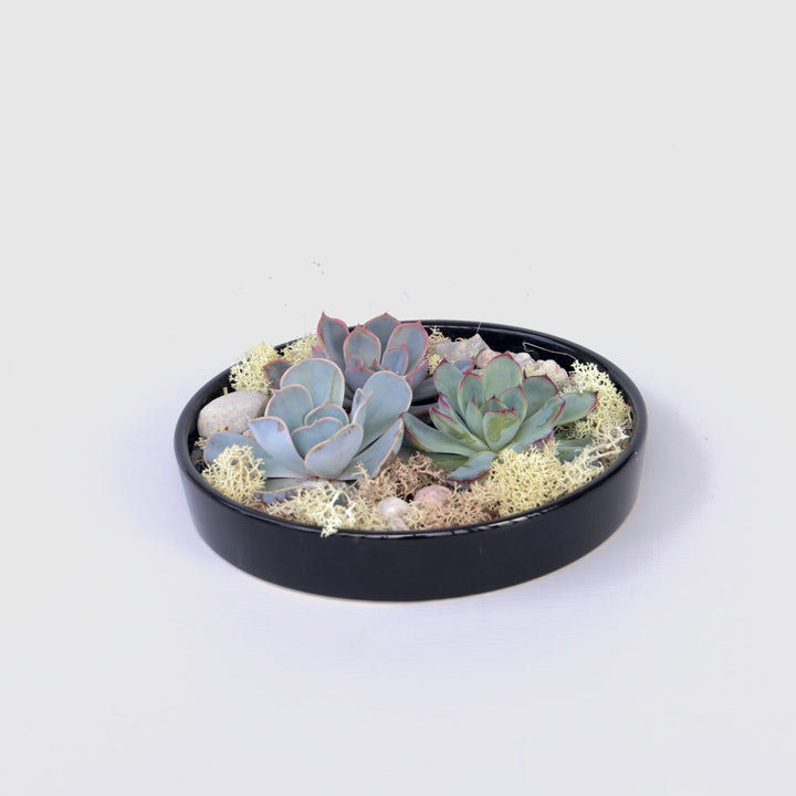 Echeveria - vetplanten op decoratieve schaal - Zwart