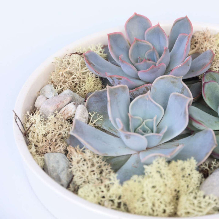 Echeveria - vetplanten op decoratieve schaal - Wit