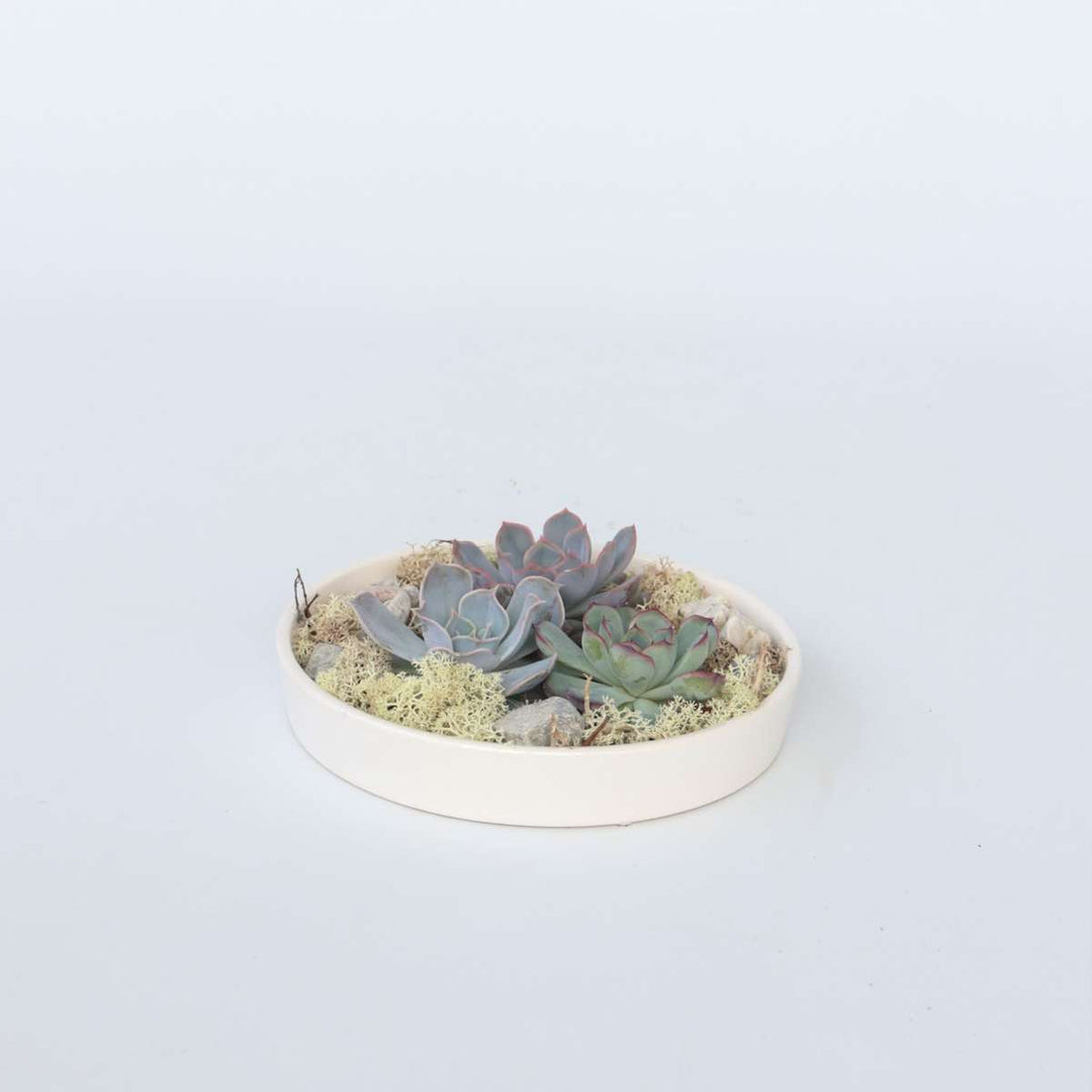 Echeveria - vetplanten op decoratieve schaal - Wit