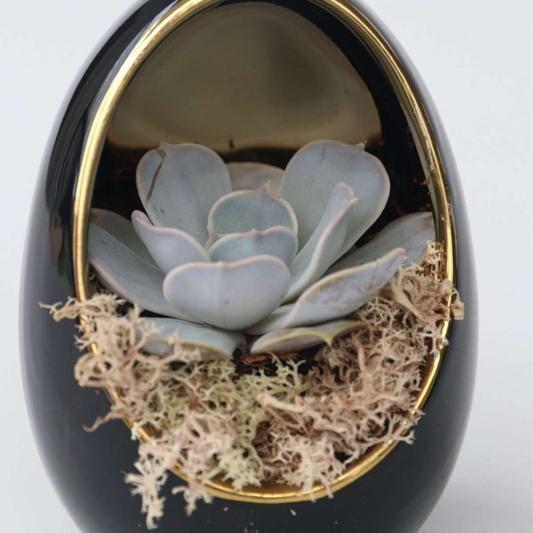 Echeveria in decoratief ei - Set van 2 - Zwart, Goud